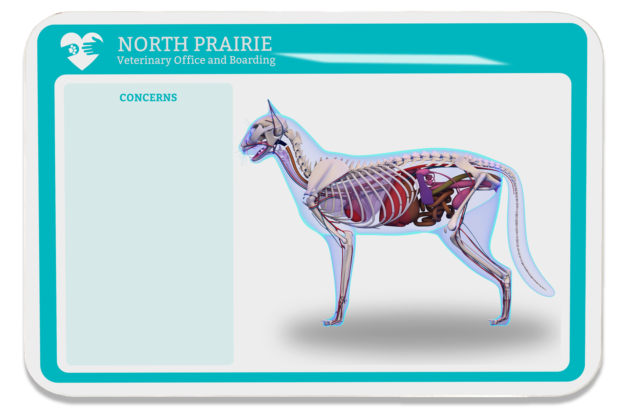 Animal Hospital Anatomy Dry Ease Board