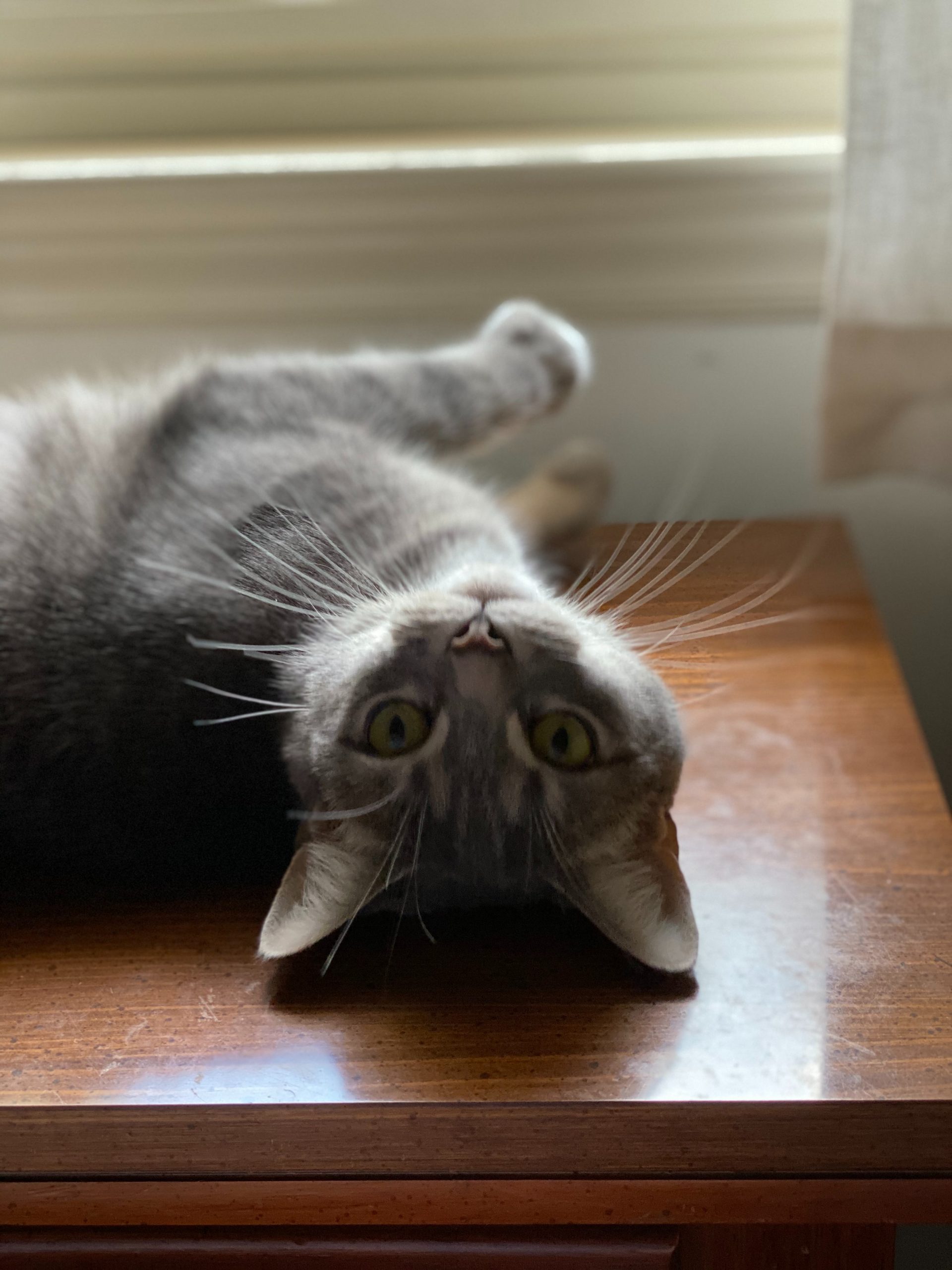 hardwood veneer table with cat